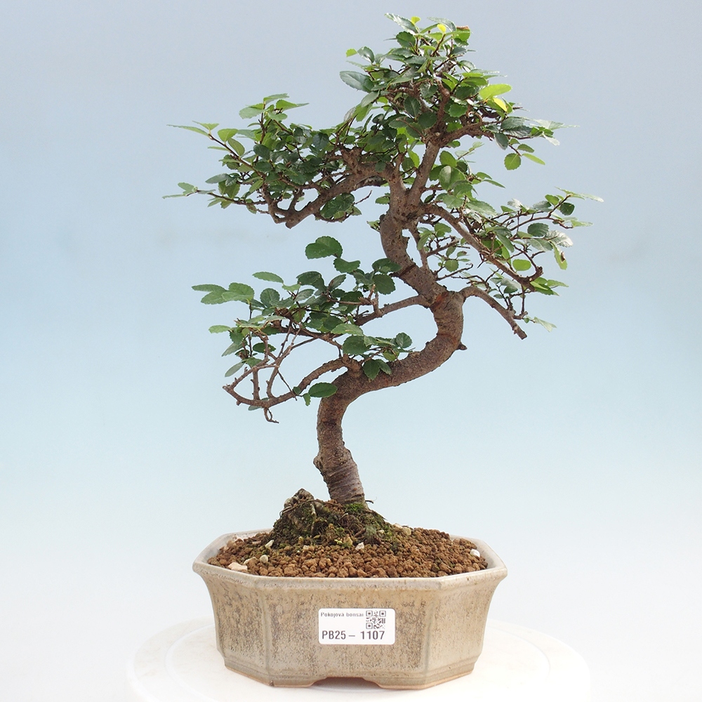 Indoor bonsai - Ulmus parvifolia - Small-leaved elm