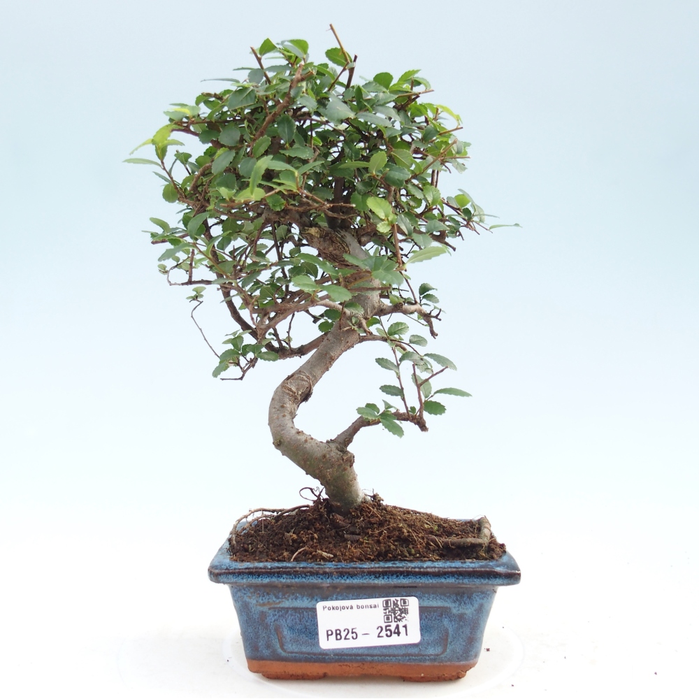 Indoor bonsai - Ulmus parvifolia - Small leaf elm