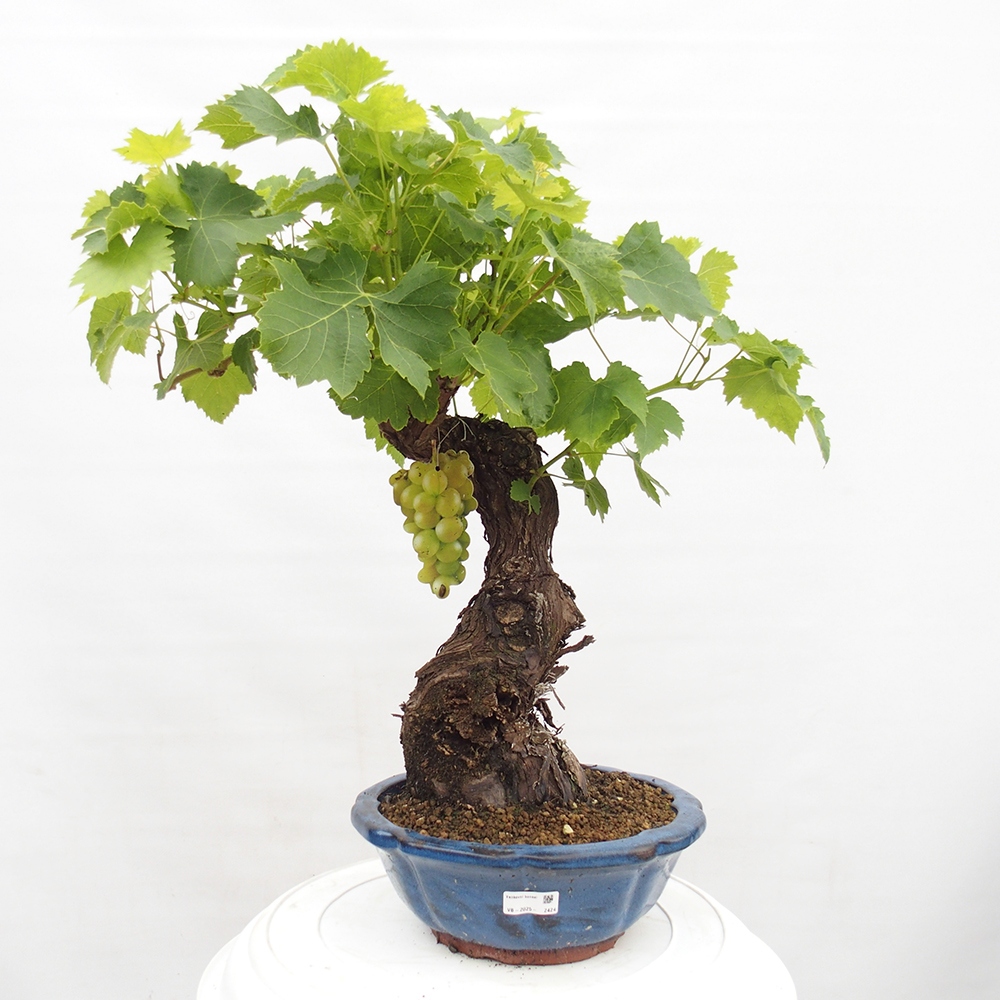 Outdoor bonsai - Vitis vinnifera MUSKAT ITALIA  - Grapevine