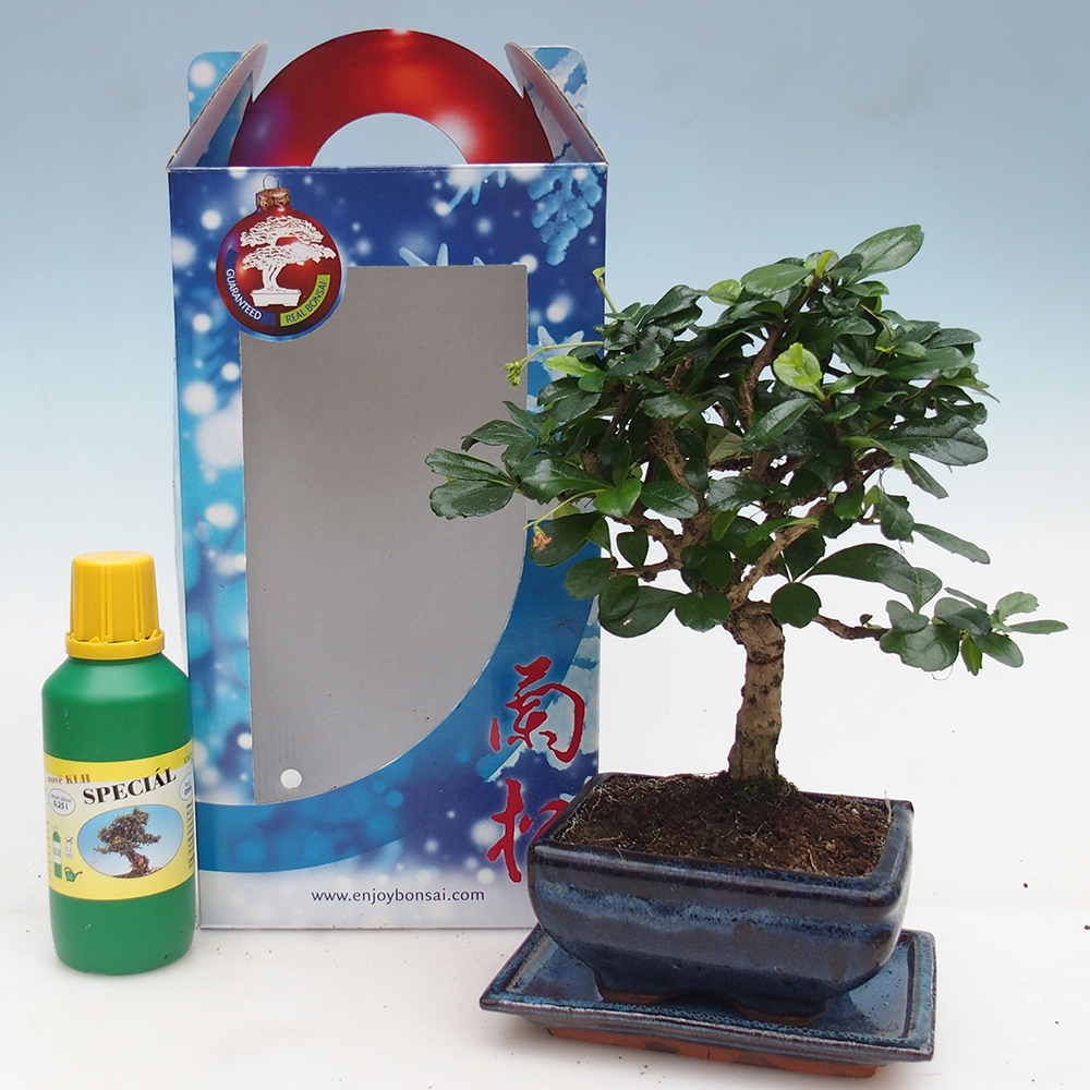 Room bonsai in gift box Carmona microphylla - Tea fuki