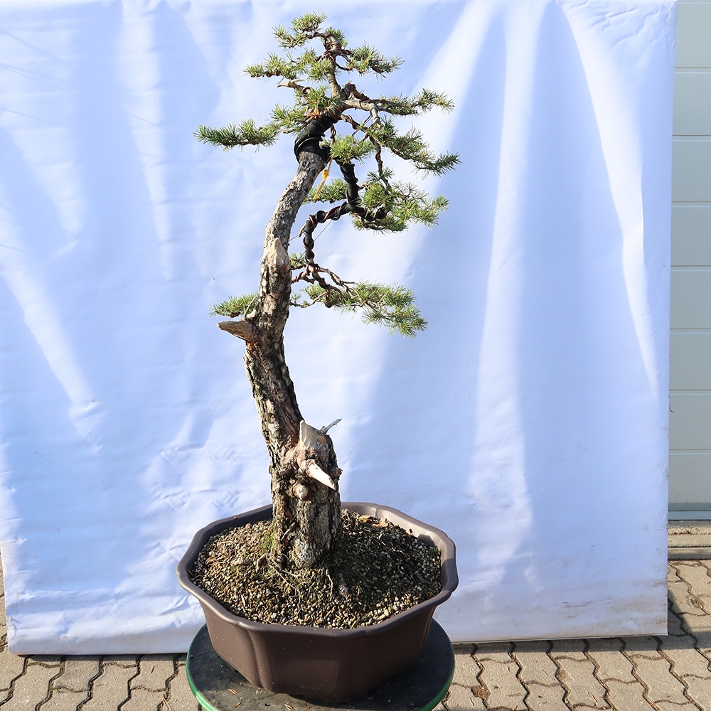 Pinus sylvestris Spain - Scots pine