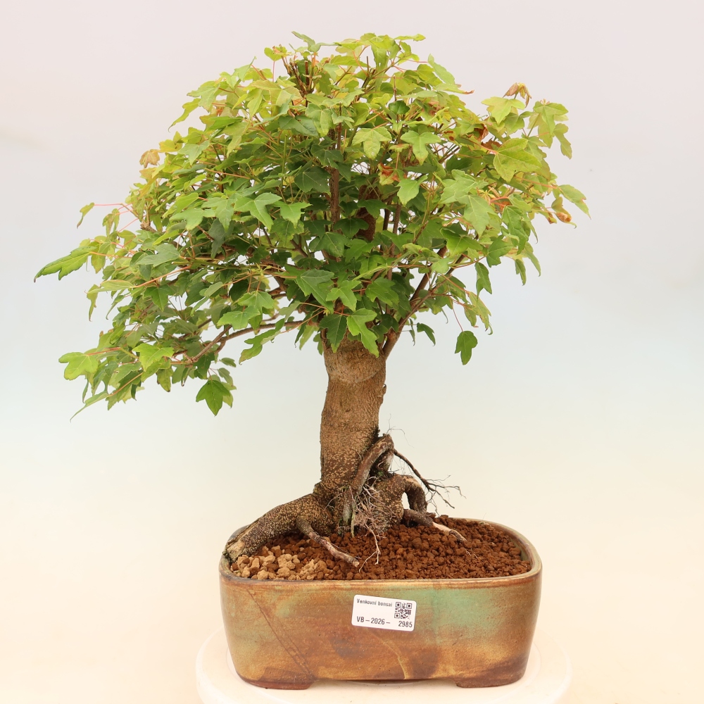 Outdoor bonsai - Maple Burger - Acer Burgerianum