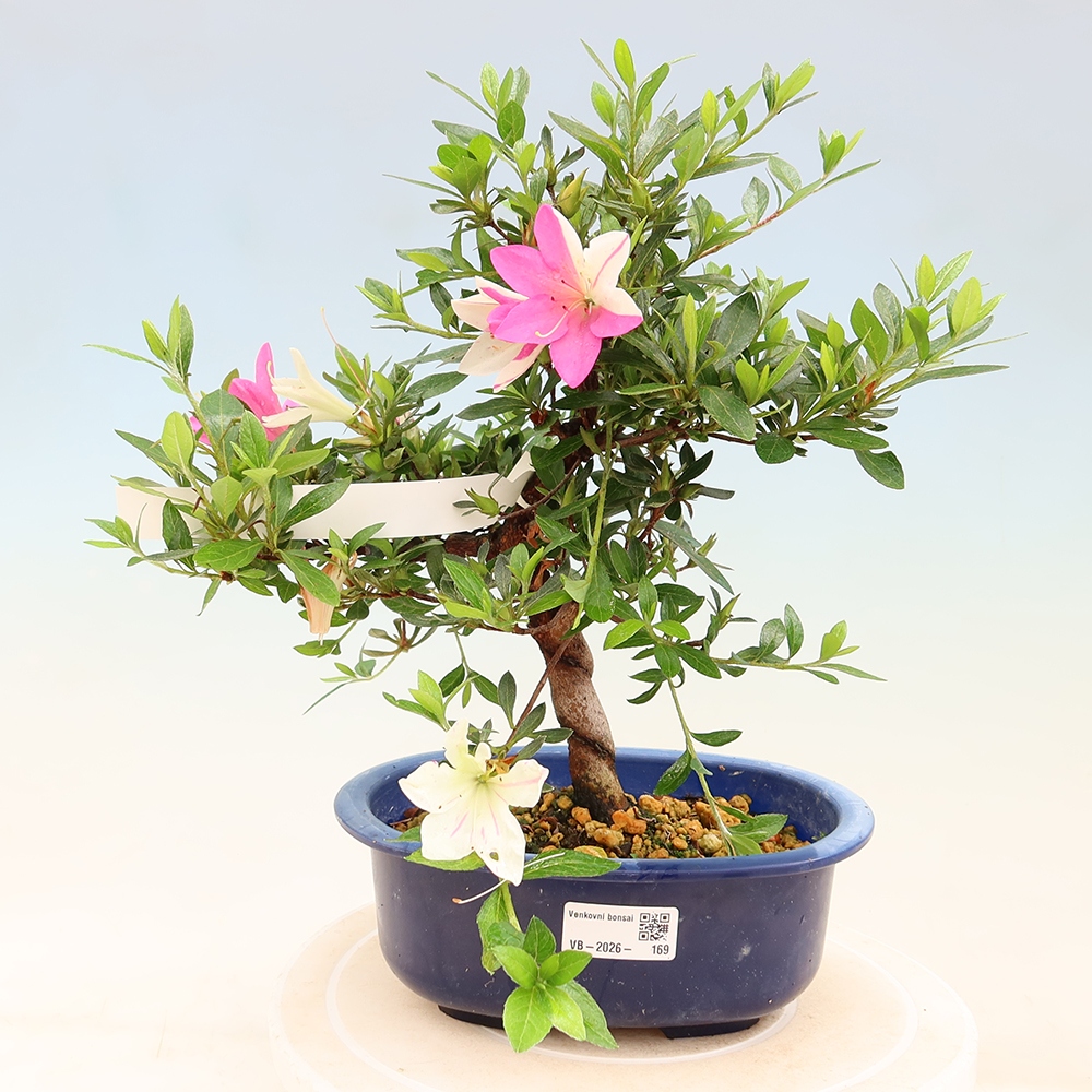 Outdoor bonsai - Japanese Azalea - Azalea Hand