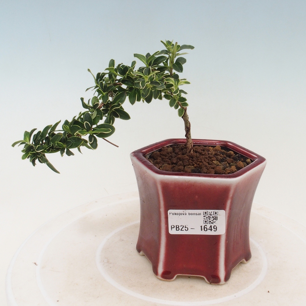 Indoor bonsai - Serissa foetida Variegata - Tree of a thousand stars