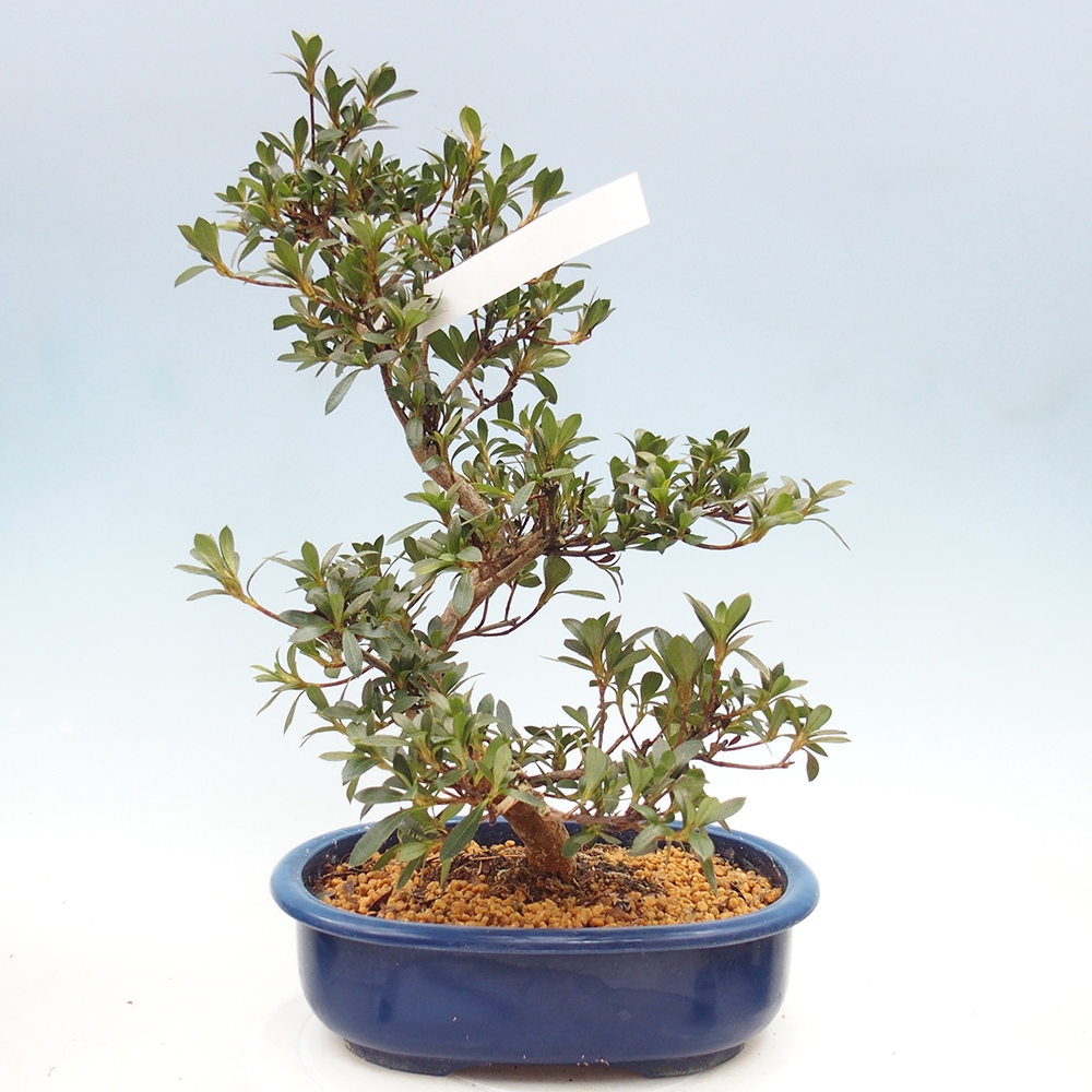 Outdoor bonsai - Japanese Azalea - Azalea Reiko