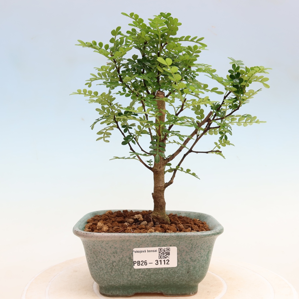 Room bonsai - Zantoxylum piperitum - pepper tree
