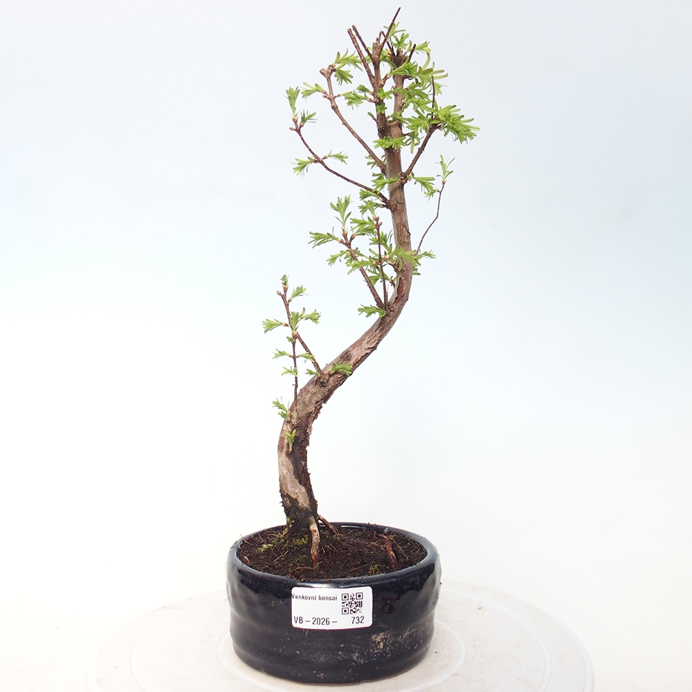 Outdoor bonsai - Metasequoia glyptostroboides - Chinese Metasequoia