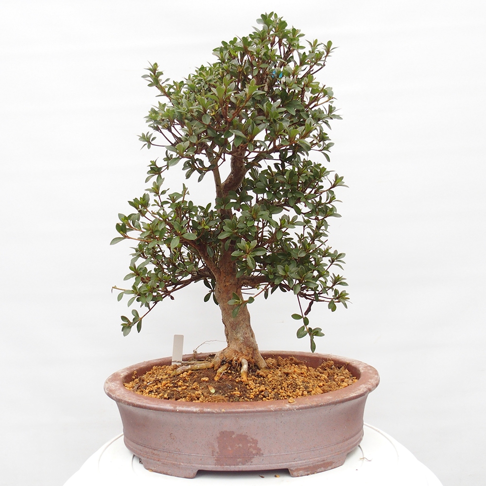 Outdoor bonsai - Japanese Azalea - Azalea Hanatsuzuri