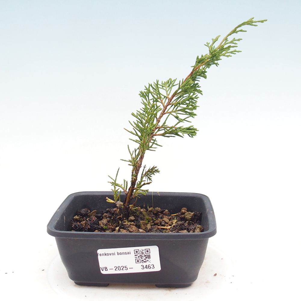 Outdoor bonsai - Juniperus chinensis Itoigawa
