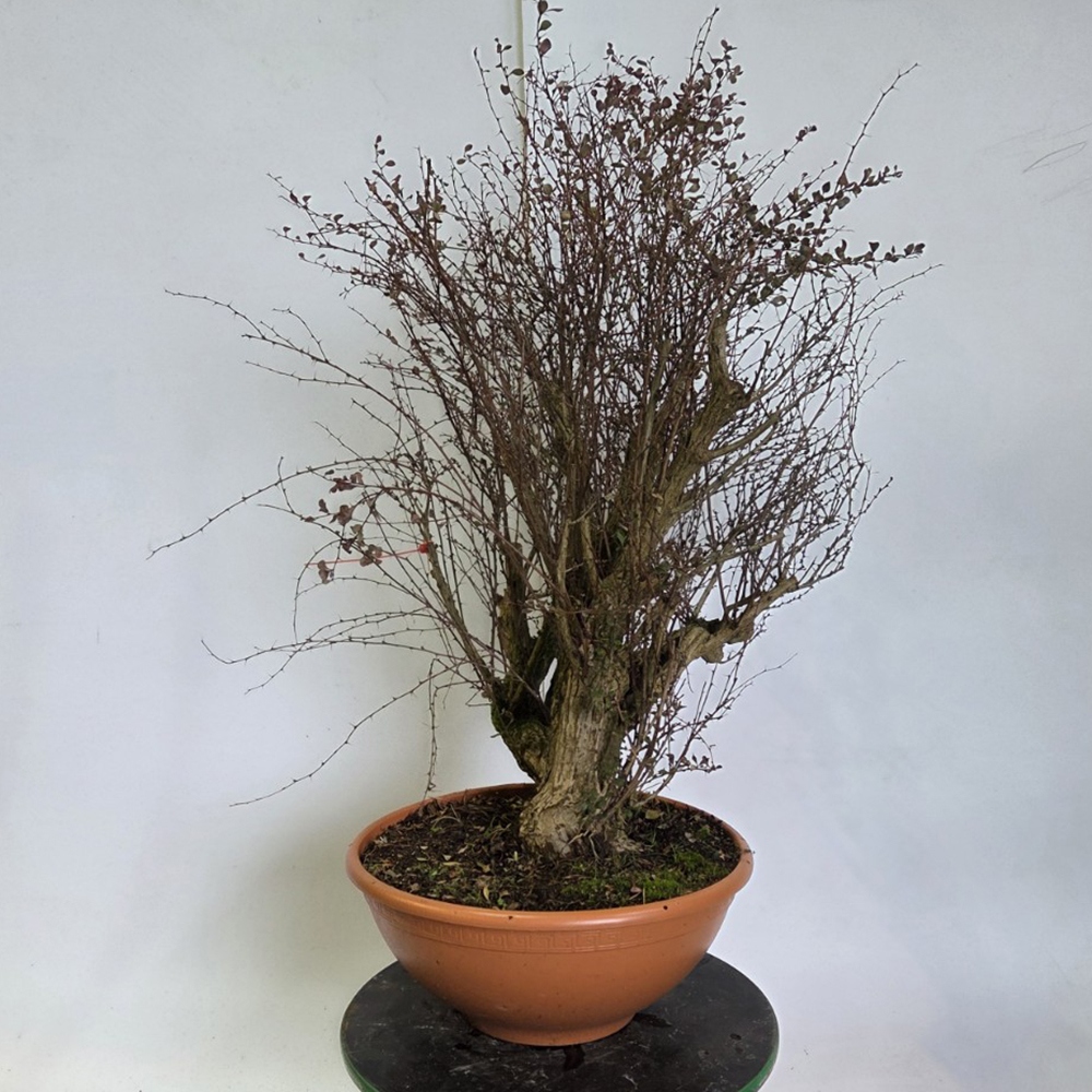 Outdoor bonsai - Barberry - Berberis thunbergii atropurpurea