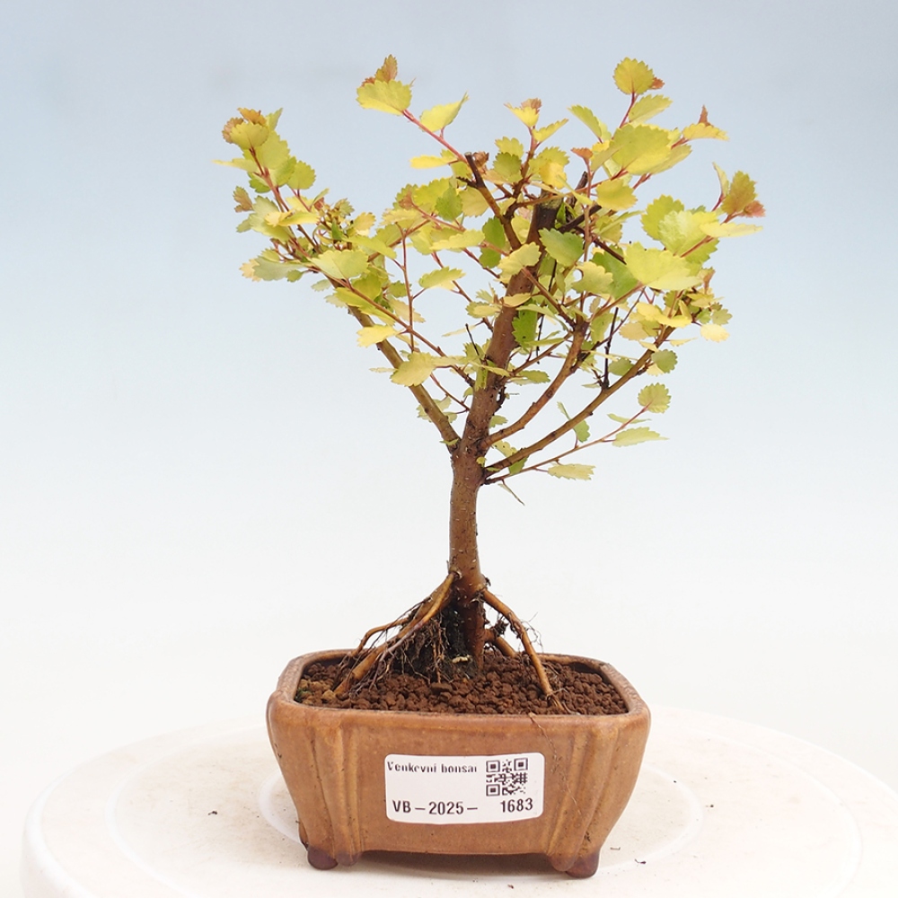 Outdoor bonsai - dwarf birch - Betula NANA Treasure