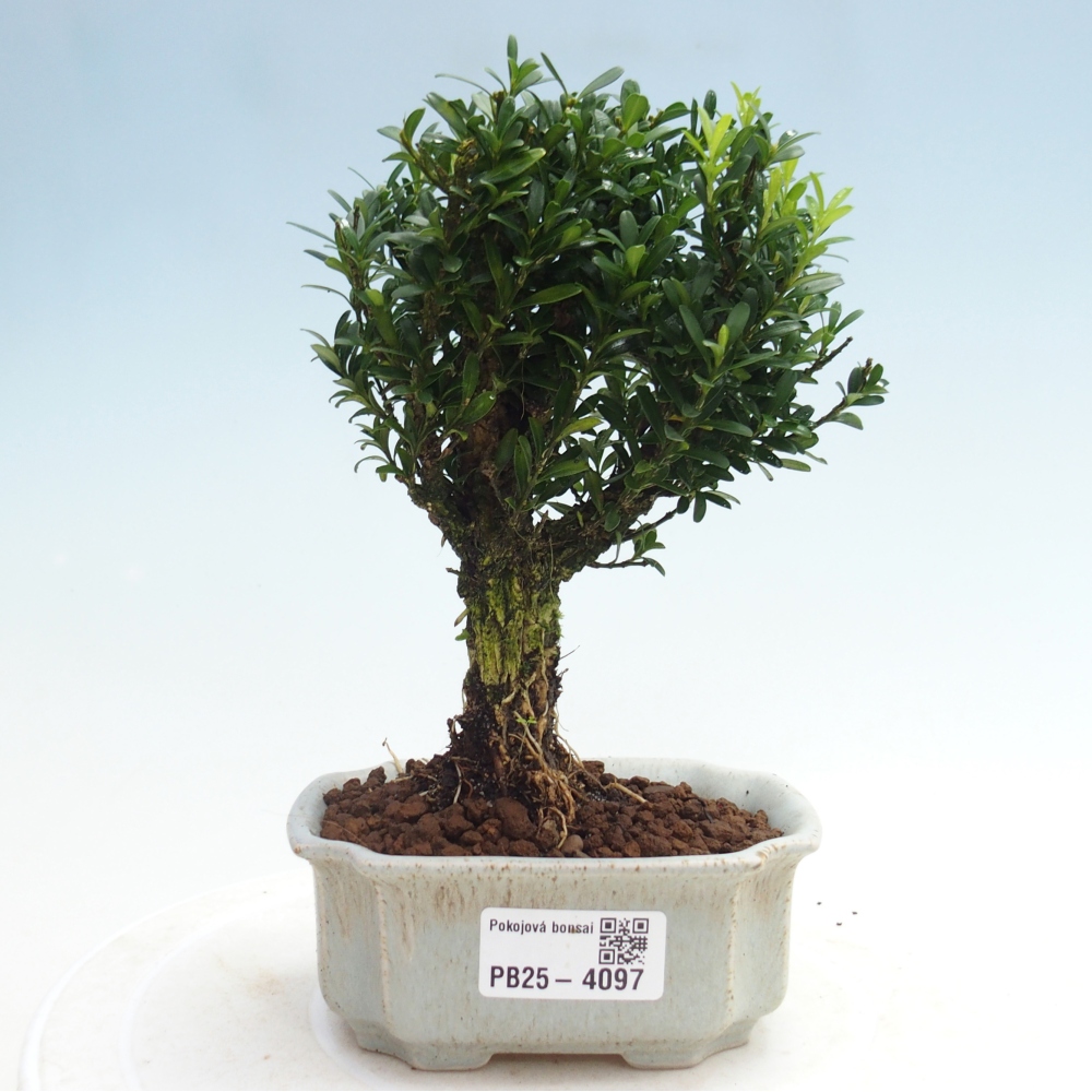 Room bonsai - Buxus harlandii - cork buxus