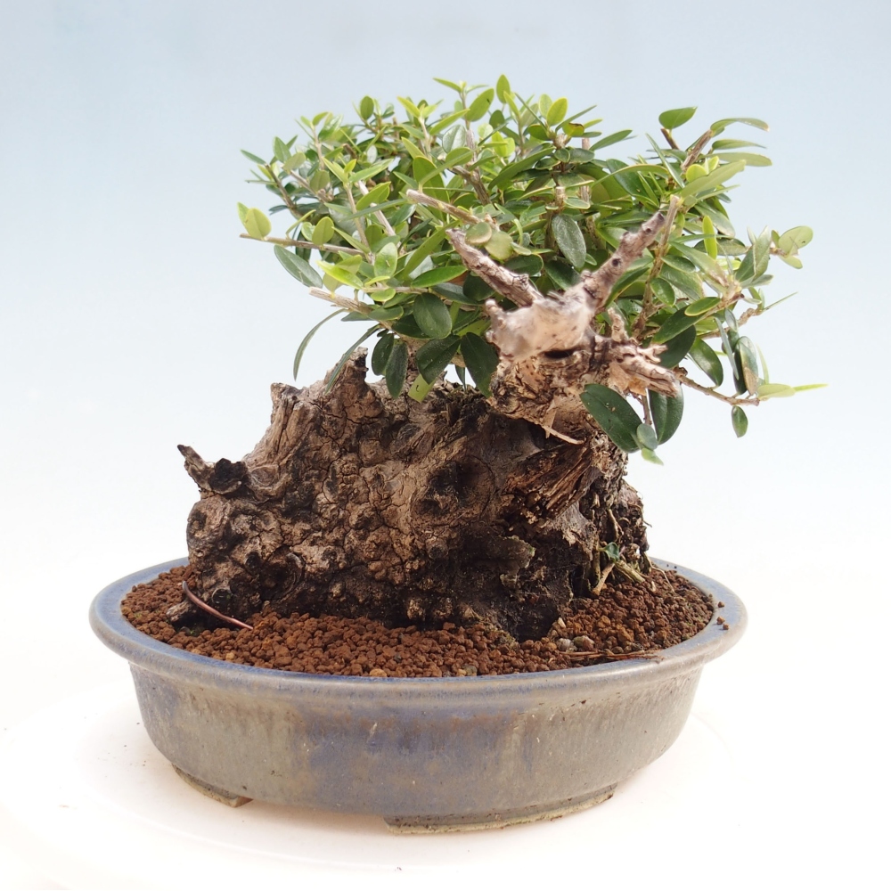 Indoor bonsai - Olea europaea sylvestris - European small-leaved olive oil