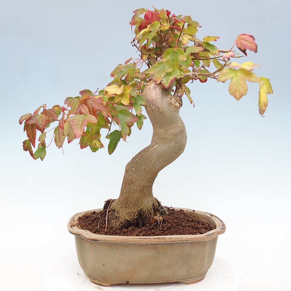 Outdoor bonsai - Maple Buergerianum - Burger Maple