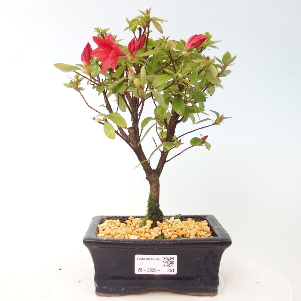 Outdoor bonsai - Japanese azalea - Azalea sp.