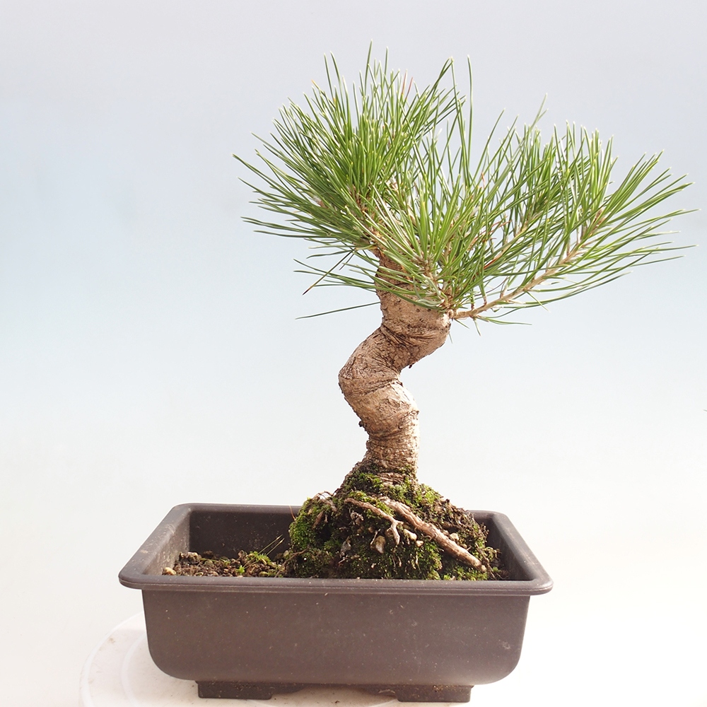 Outdoor bonsai - Pinus thunbergii - Thunberg pine