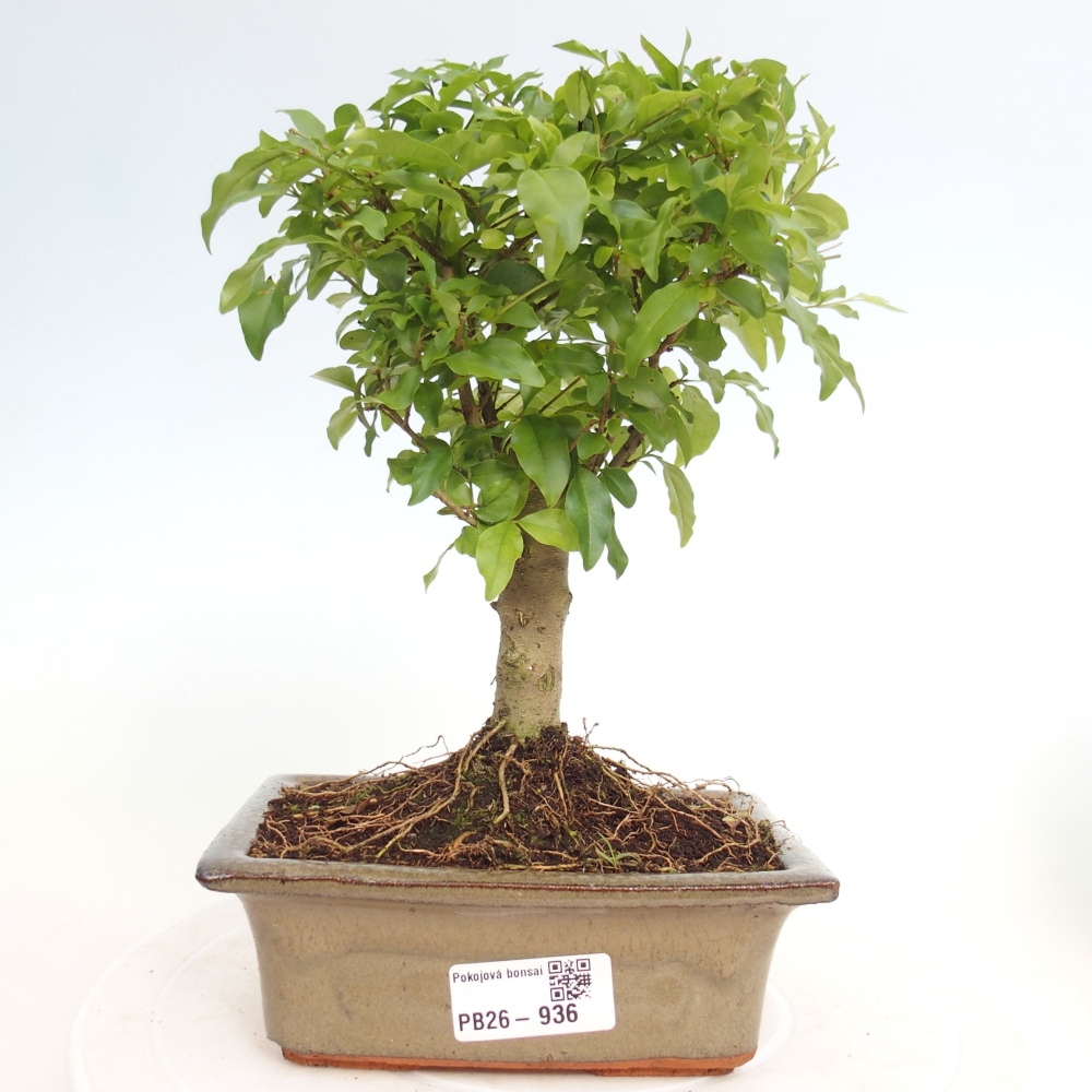 Room bonsai -Ligustrum chinensis - Birds Beak