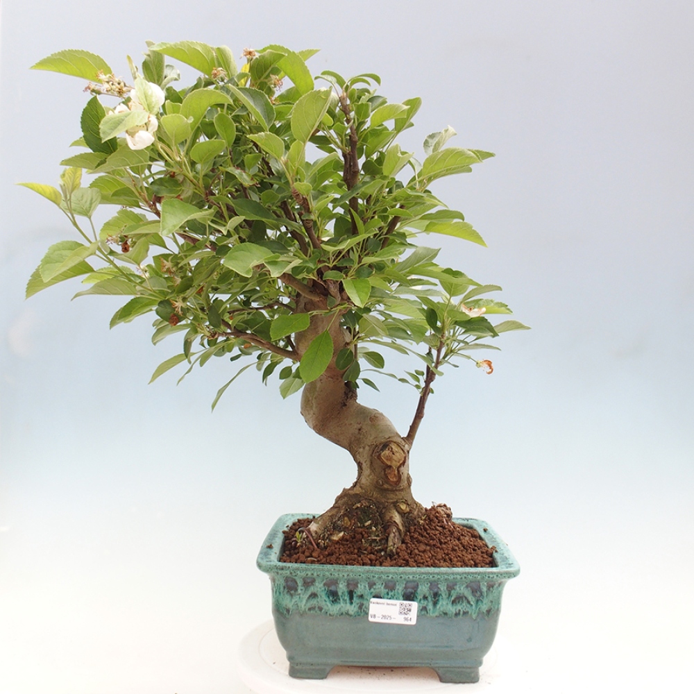 Outdoor bonsai - Malus halliana - Small-fruited apple tree