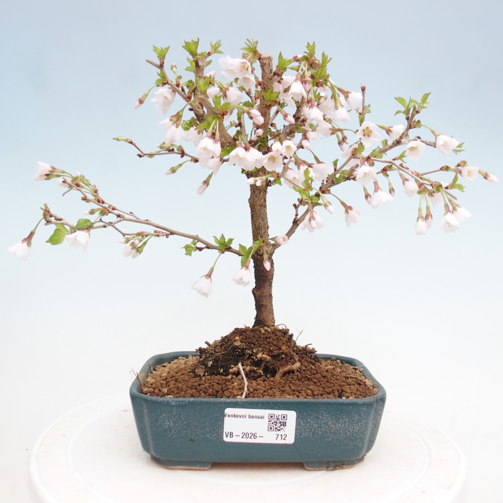 Outdoor bonsai - Prunus incisa Kojou-no mai-Plivon cut out