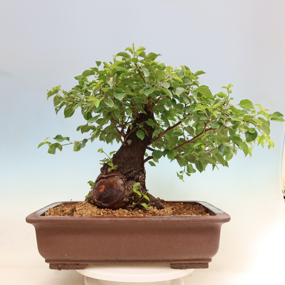 Outdoor Bonsai - Mahaleb Cherry - Prunus mahaleb