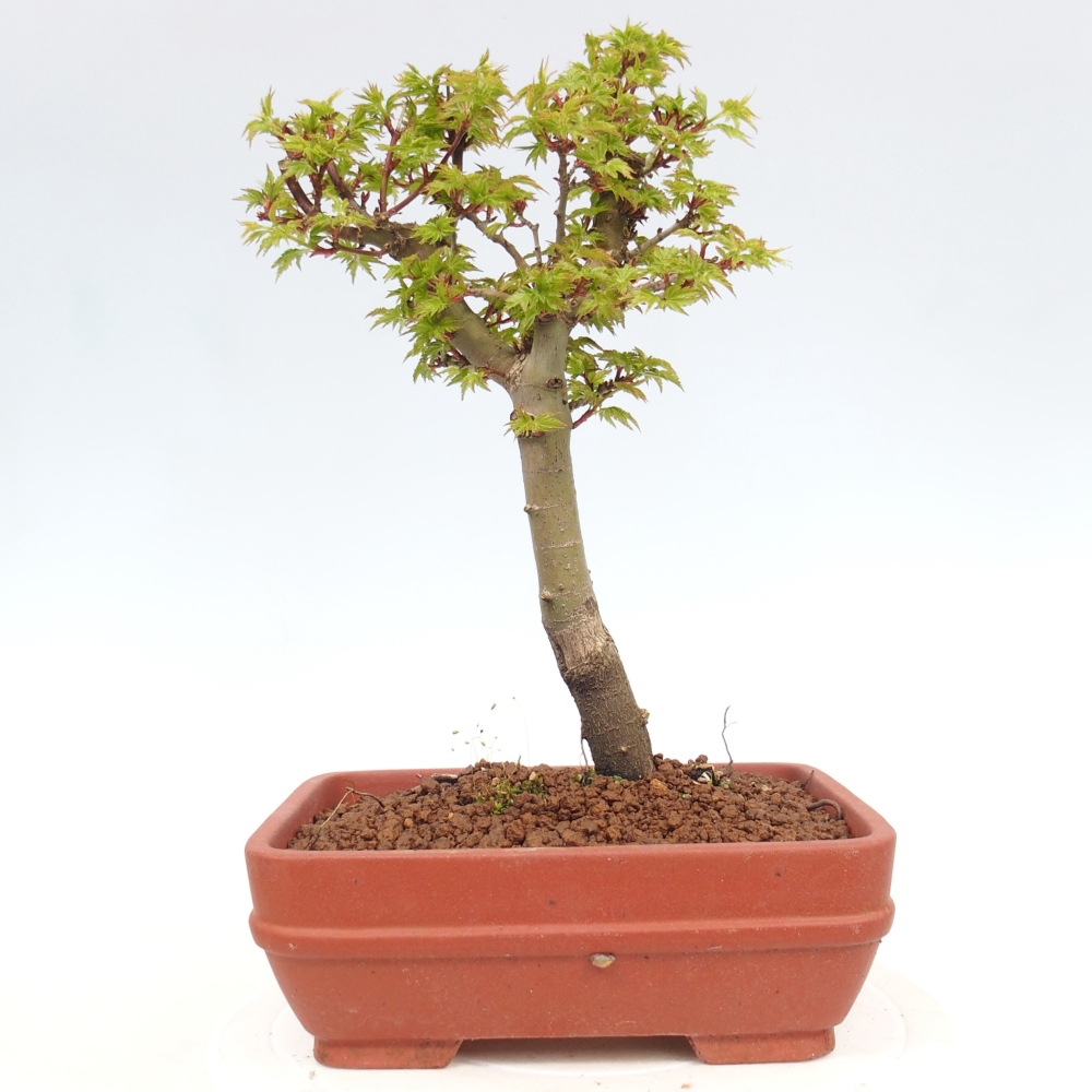 Outdoor bonsai -Javor palm Acer palmatum Shishigashira