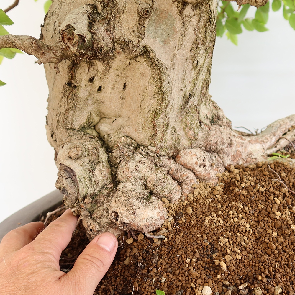 Outdoor bonsai - Carpinus Coreana - Korean hornbeam