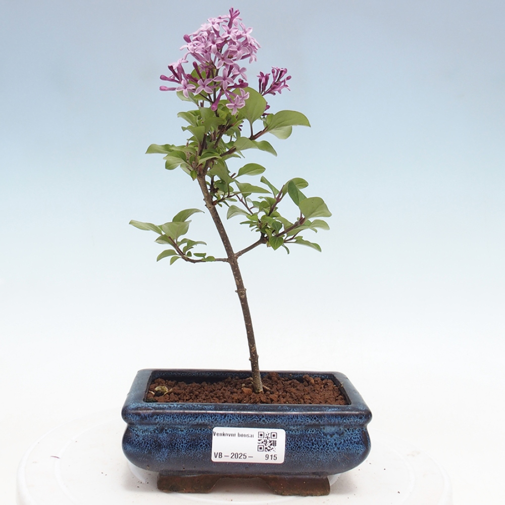 Outdoor bonsai - Syringa Meyeri Palibin - Meyer's Lilac