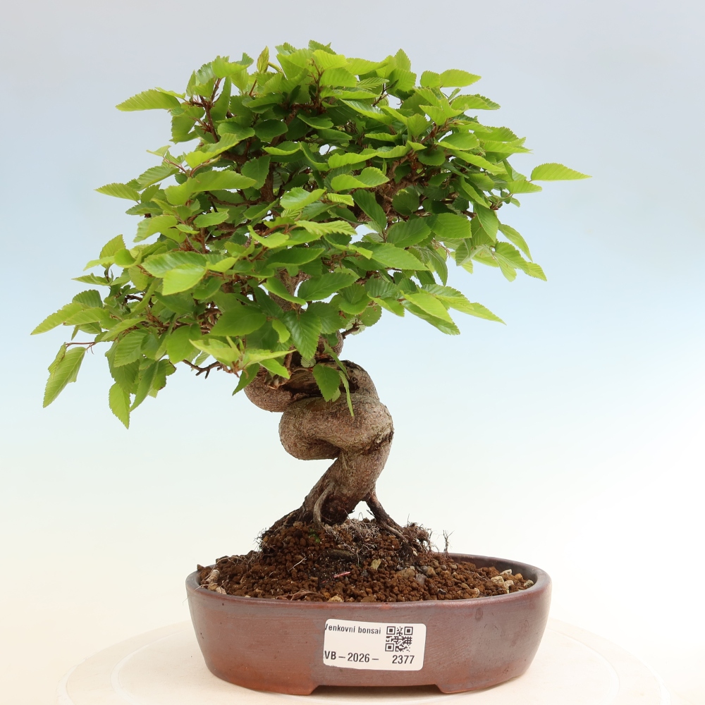 Outdoor bonsai -Carpinus coreana - Korean Hornbeam