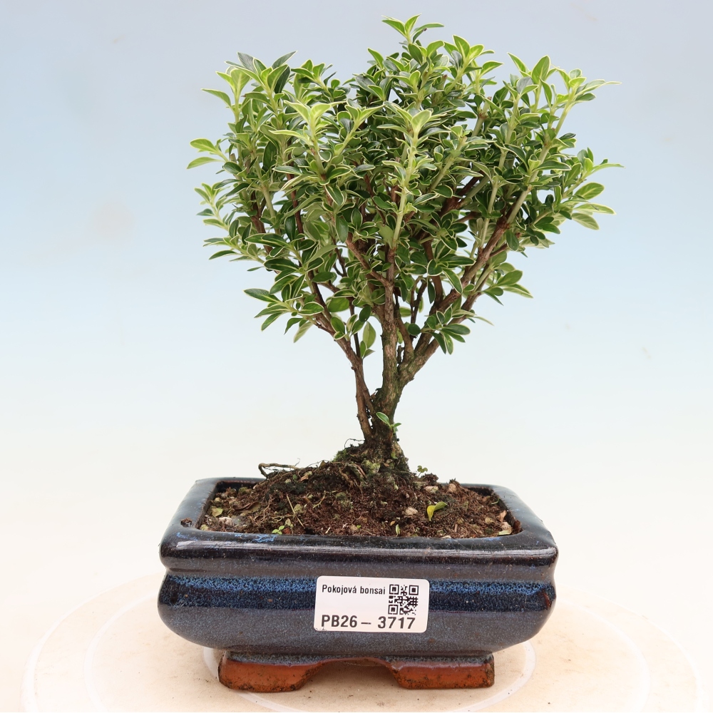 Indoor Bonsai - Serissa foetida Variegata - Tree of a Thousand Stars