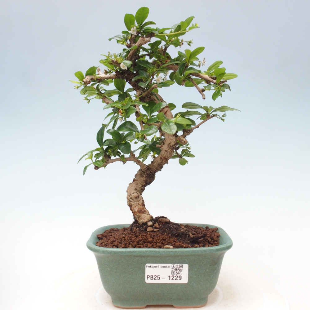 Indoor bonsai - Carmona macrophylla - Fuki tea