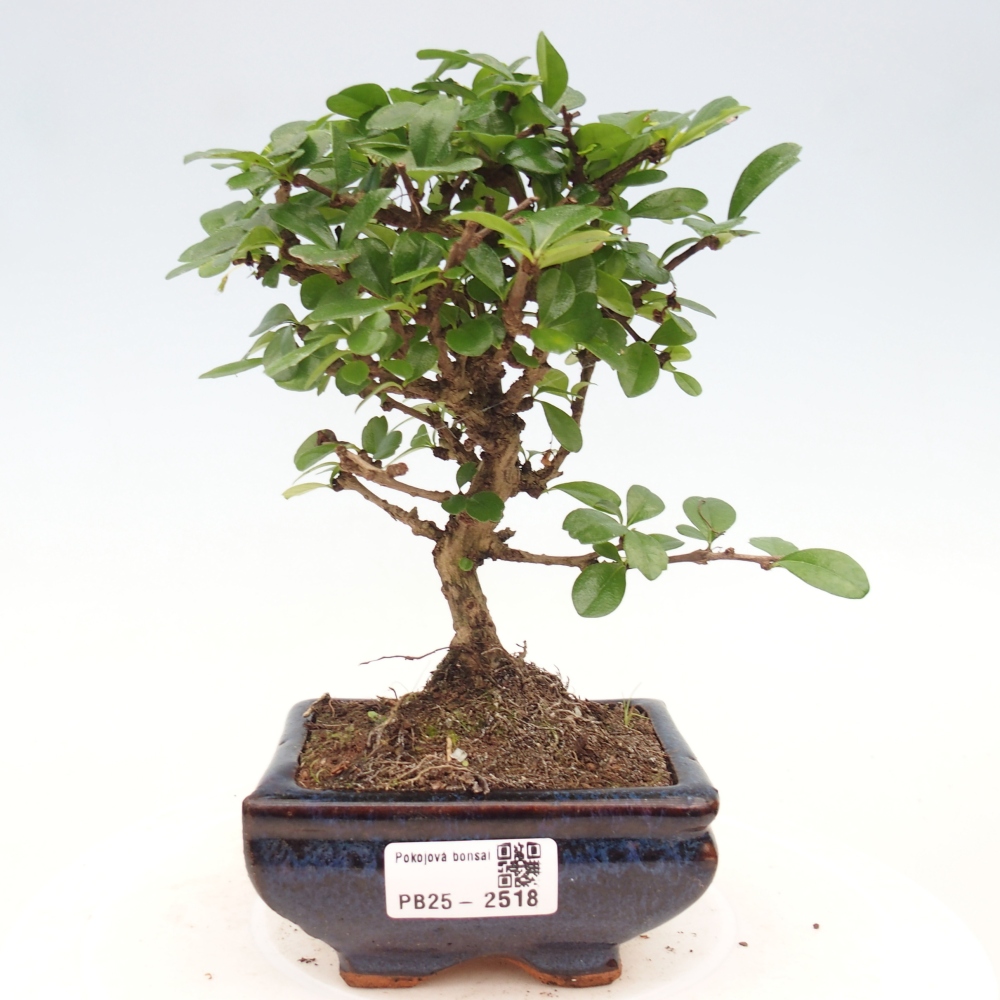 Indoor bonsai - Carmona macrophylla - Fuki tea