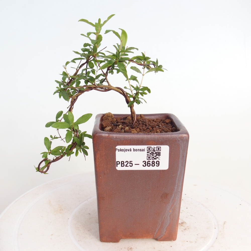 Room bonsai-PUNICA granatum nana-Granate apple