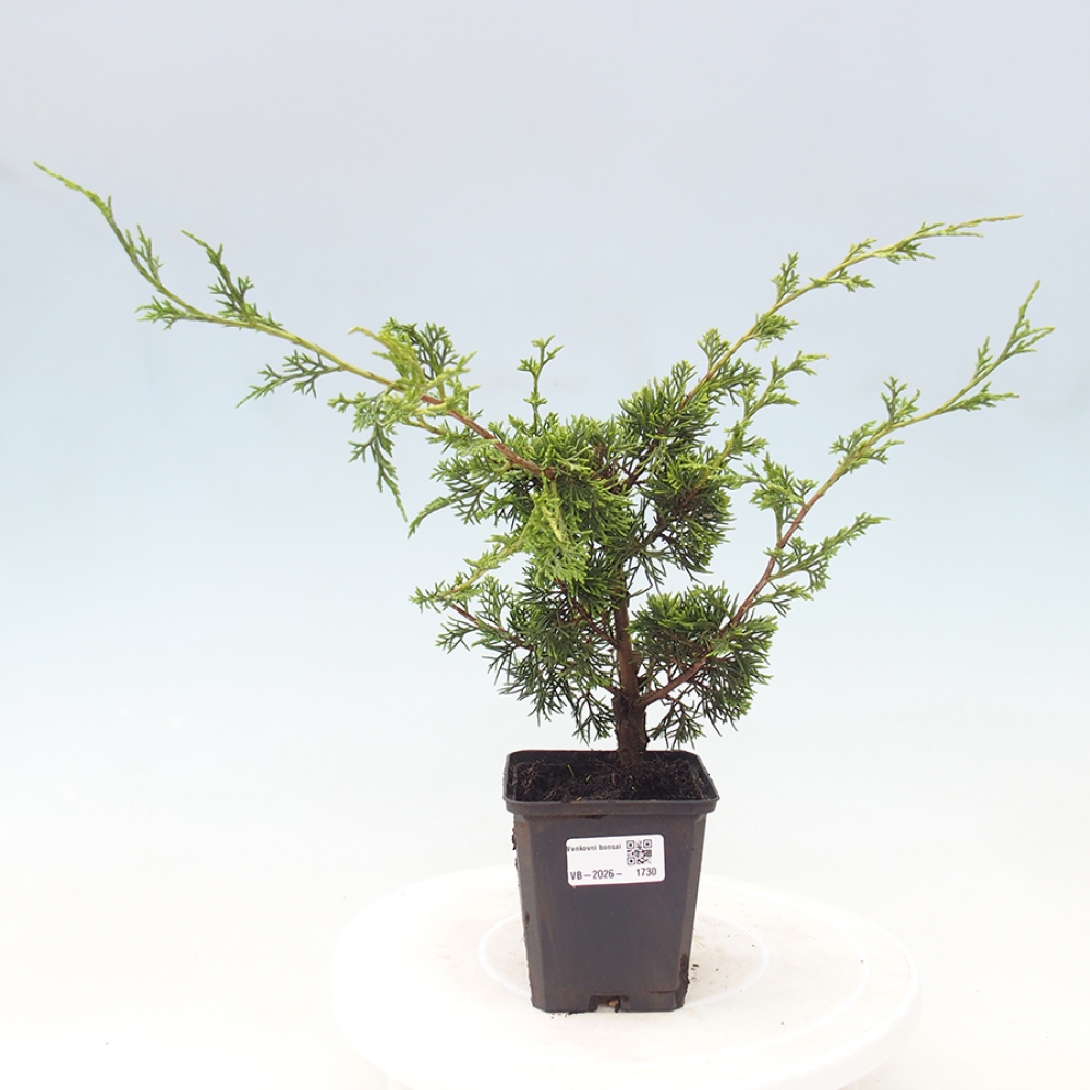 Outdoor bonsai - Juniperus chinensis Itoigawa