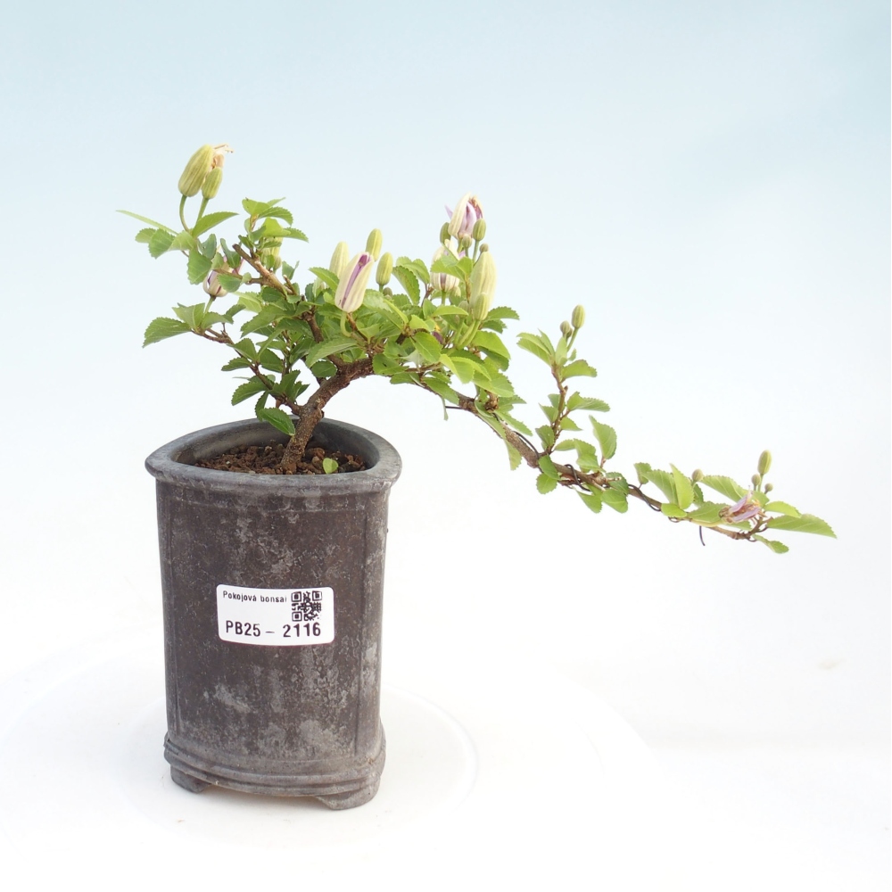 Indoor bonsai - Grewia occidentalis - Lavender star