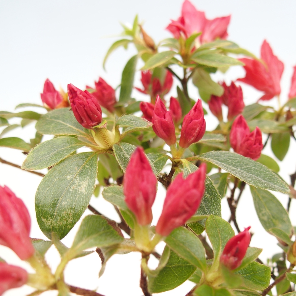 Outdoor bonsai - Japanese azalea - Azalea sp.