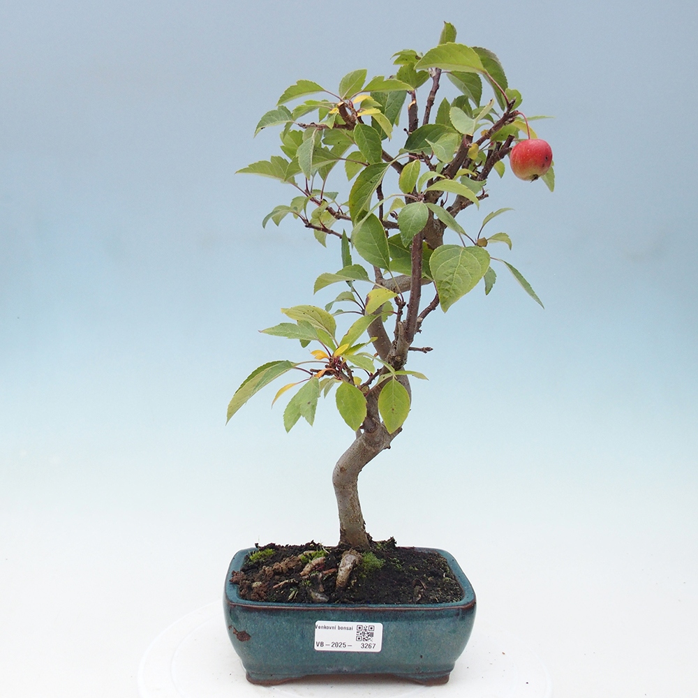 Outdoor bonsai - Malus halliana - Small-fruited apple tree