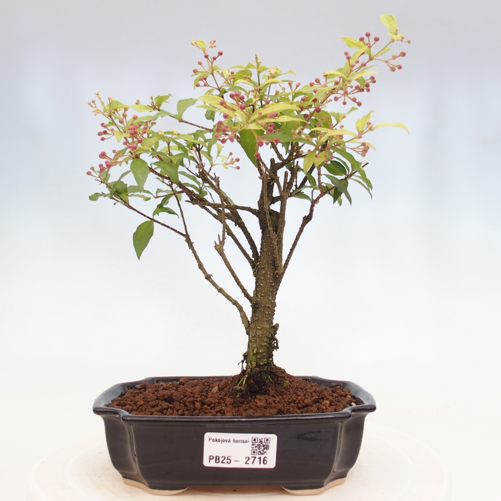 Room bonsai - Malpighia coccigera- Barbdorian cherry