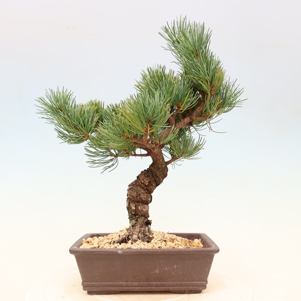 Outdoor bonsai - Pinus parviflora - Pinus parviflora