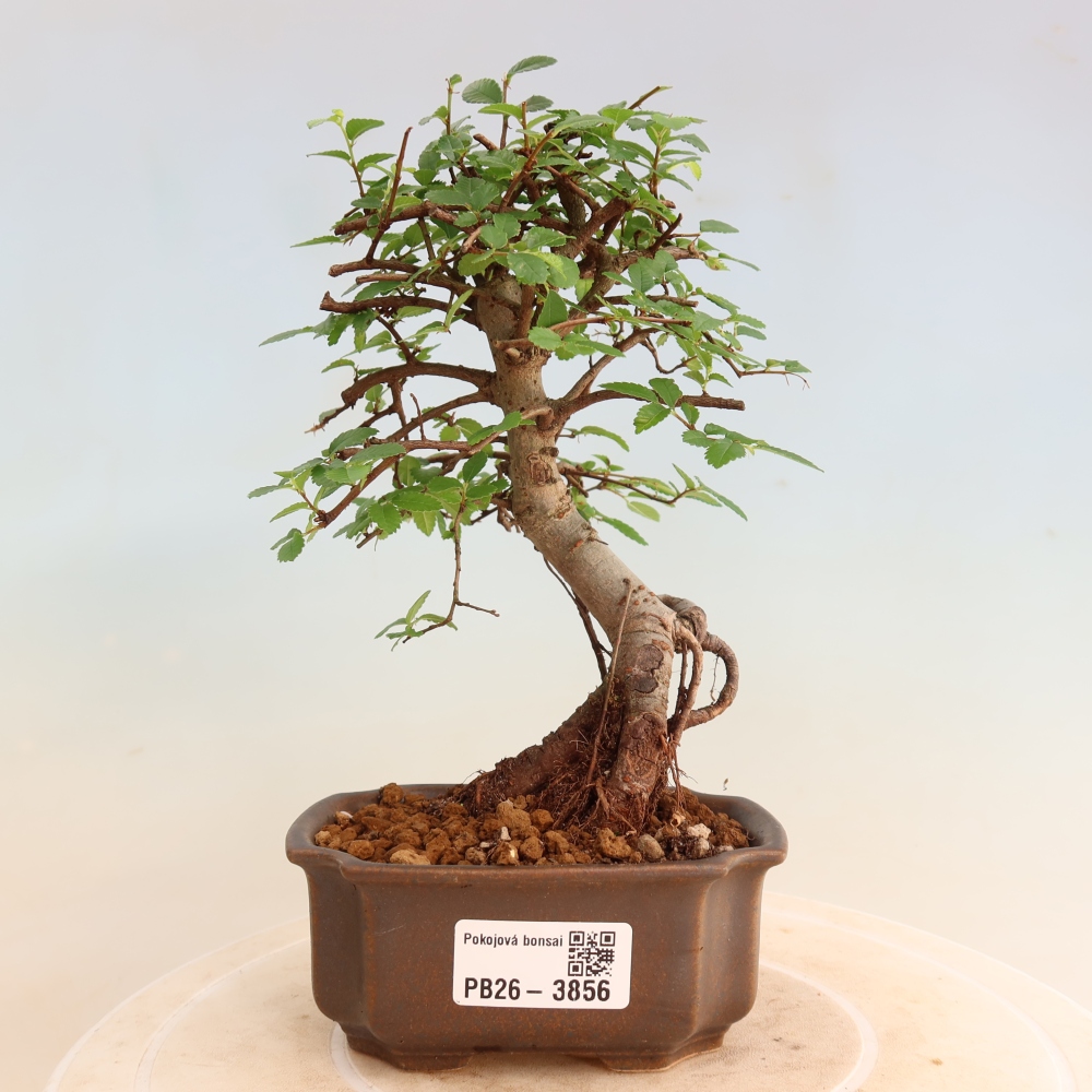 Room bonsai - Ulmus parvifolia - Small-leaved elm