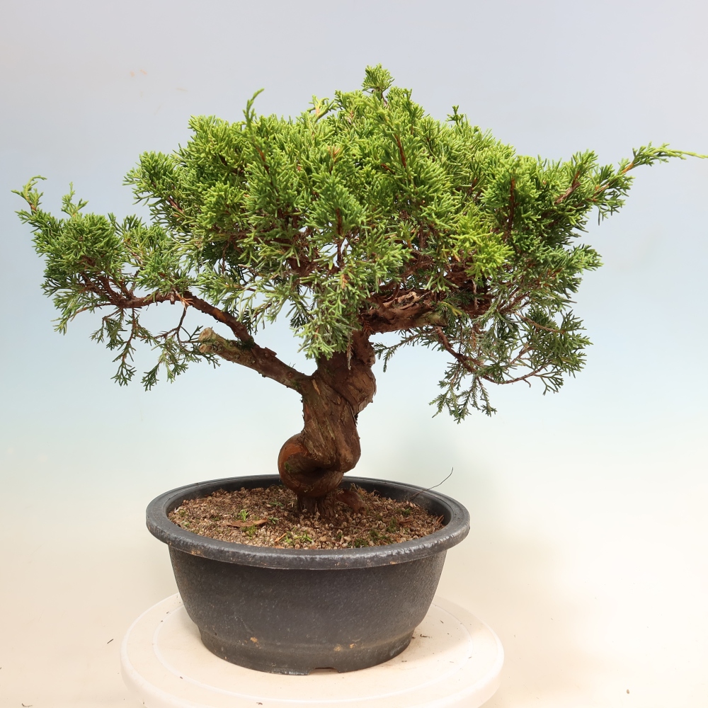 Outdoor Bonsai - Juniperus chinensis Itoigawa - Chinese Juniper