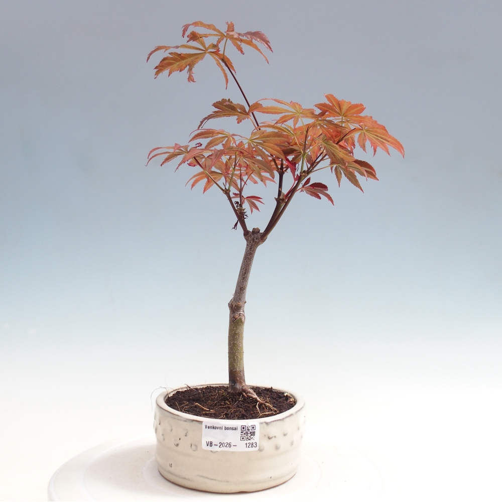 Outdoor bonsai - Acer palm. Atropurpureum-Javor palmate