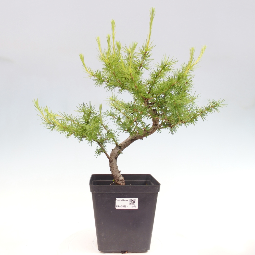 Outdoor bonsai -Larix decidua - Larch