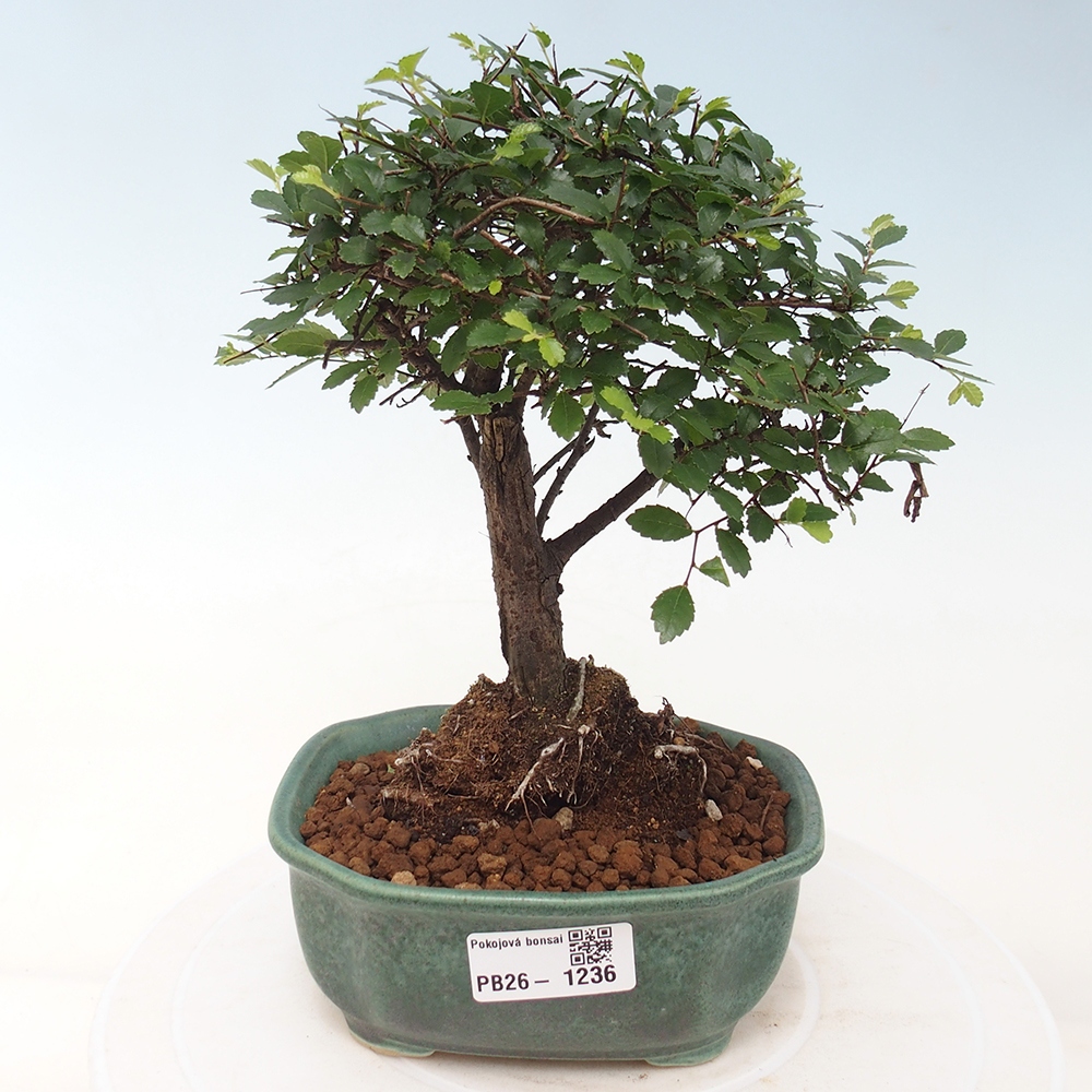 Room bonsai - Ulmus parvifolia - Small-leaved elm