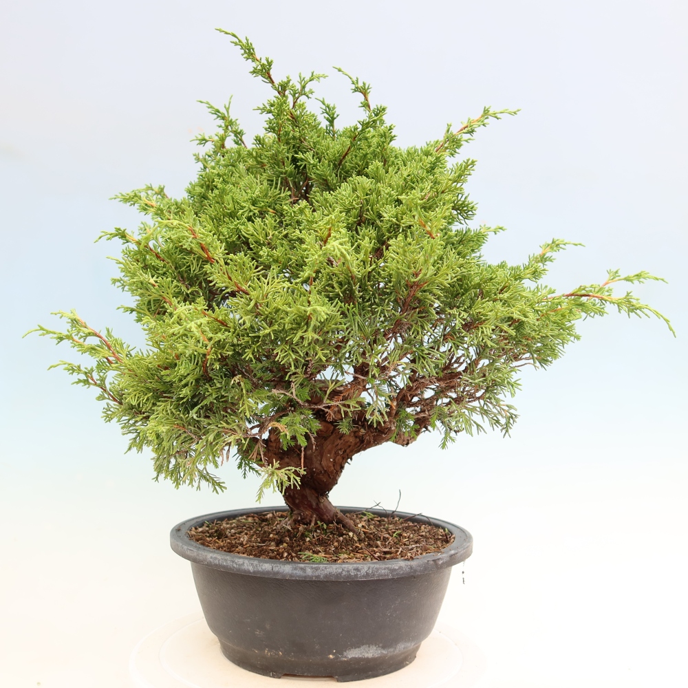 Outdoor Bonsai - Juniperus chinensis Itoigawa - Chinese Juniper
