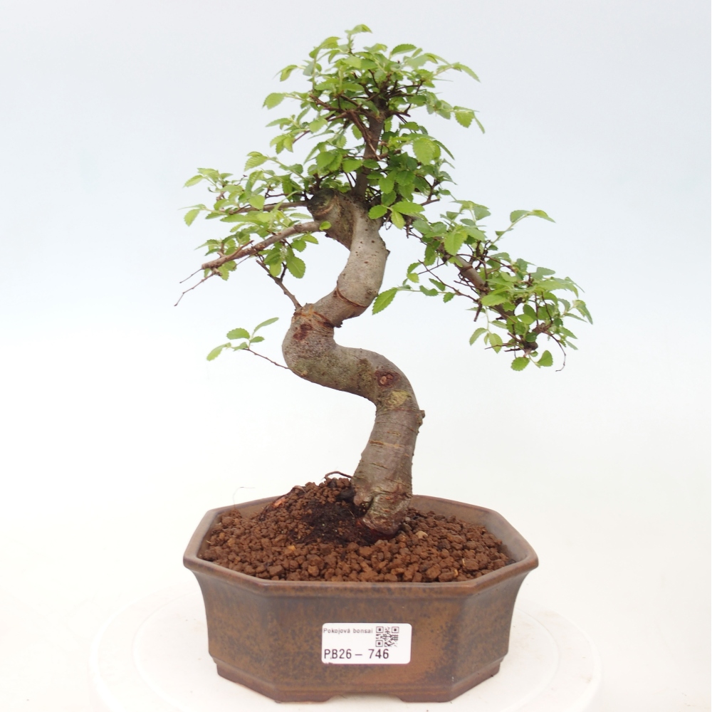 Room bonsai - Ulmus parvifolia - Small-leaved elm