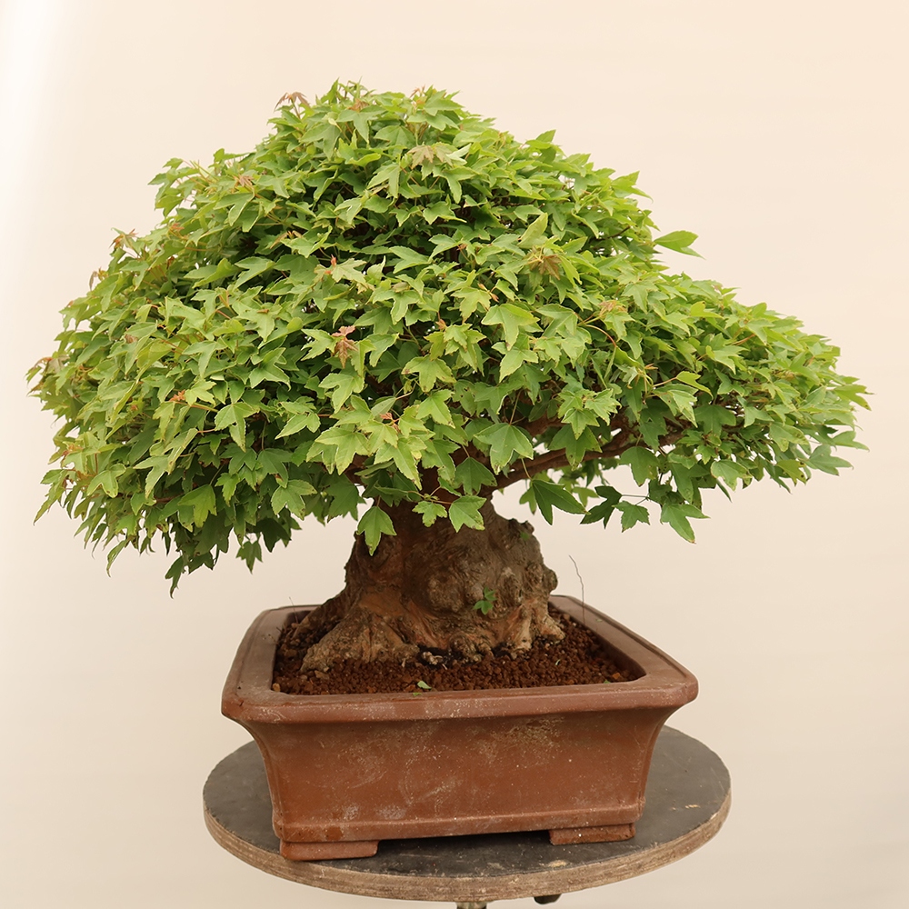Outdoor bonsai - Maple Burger - Acer Burgerianum