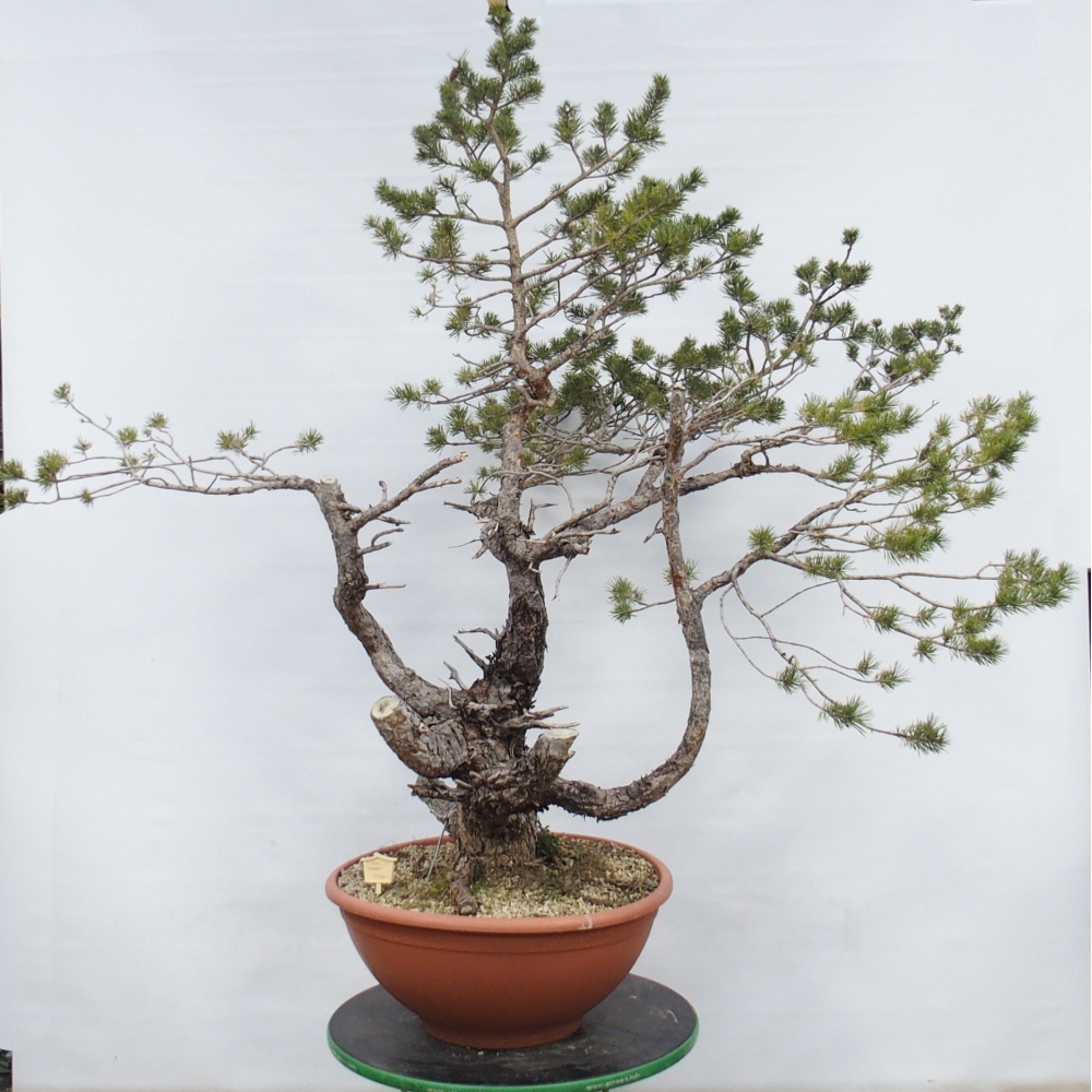 Yamadori - Pinus sylvestris Spain