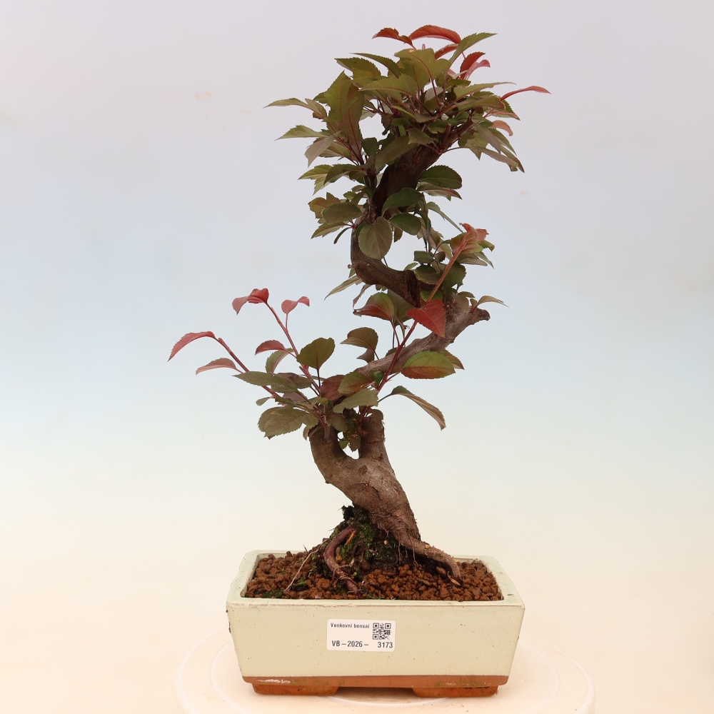 Outdoor bonsai -Malus domestica - Small-fruited red-leaved apple tree