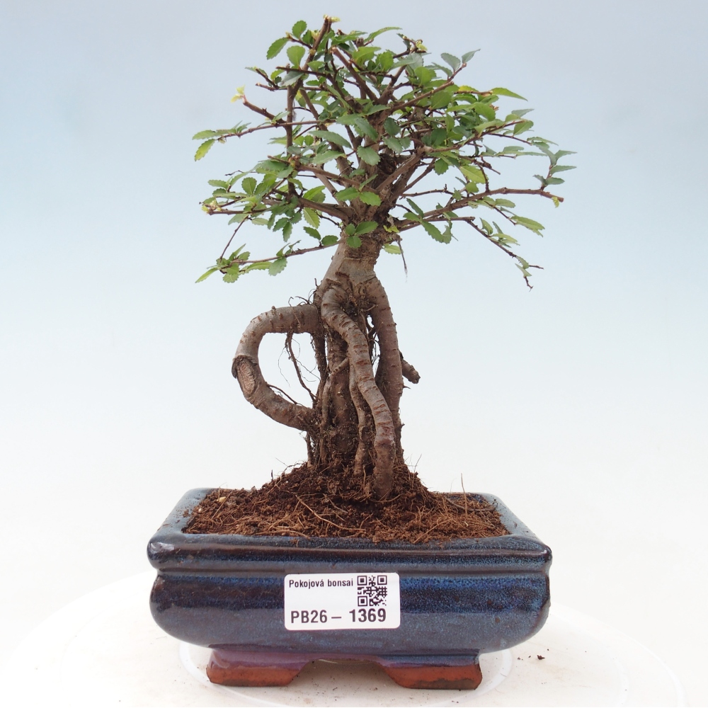Room bonsai - Ulmus parvifolia - Small-leaved elm