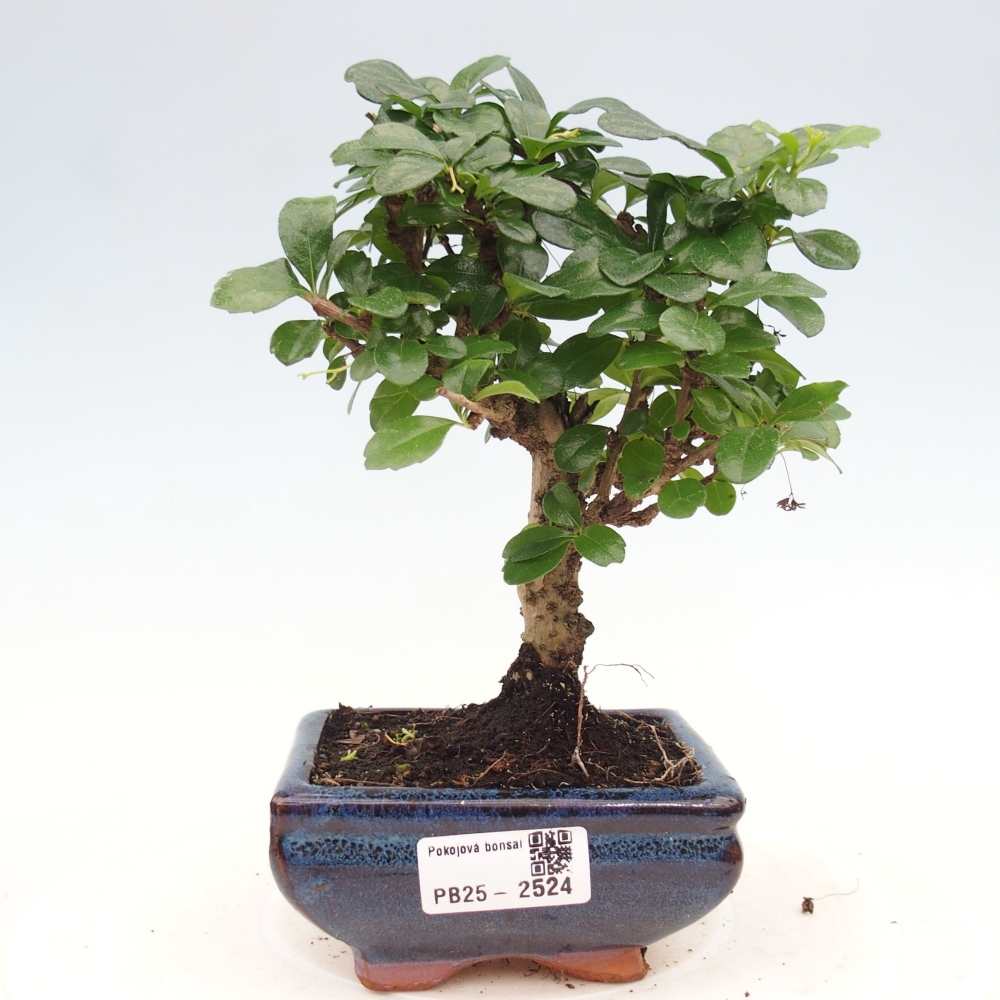 Indoor bonsai - Carmona macrophylla - Fuki tea